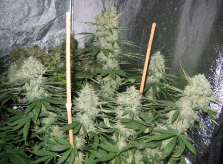 special kush cannabis